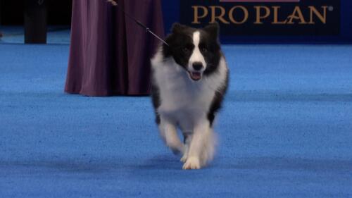 赛事转播权销售